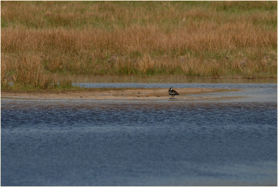 L&uuml;sekamp, Naturpark Maas-Schwalm-Nette