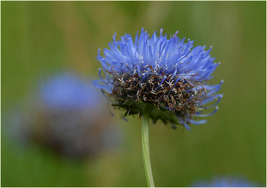 Teufelsabbiß, Lüsekamp, Naturpark Maas-Schwalm-Nette