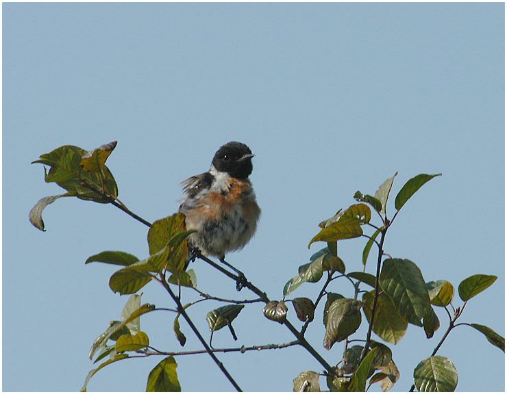 Schwarzkehlchen, Lüsekamp, Naturpark Maas-Schwalm-Nette