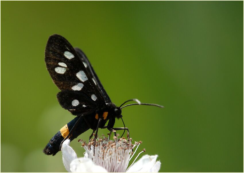 Wei&szlig;fleckwidderchen, L&uuml;sekamp, Naturpark Maas-Schwalm-Nette