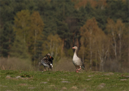 vergrößern