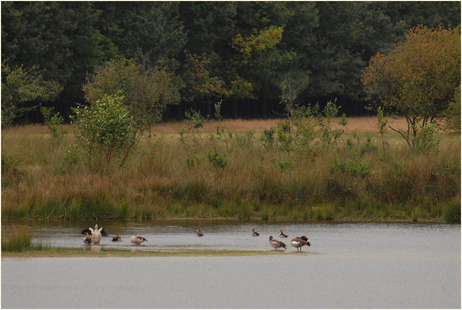 L&uuml;sekamp, Naturpark Maas-Schwalm-Nette