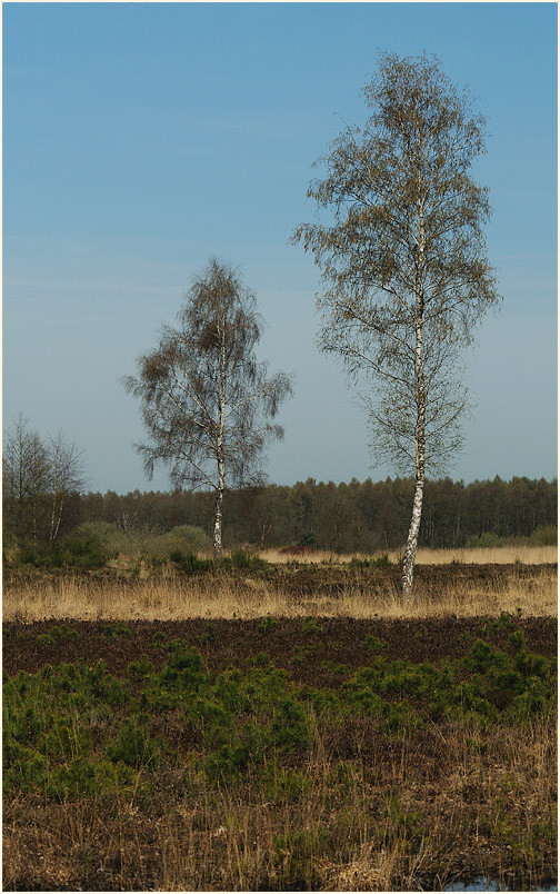L&uuml;sekamp, Naturpark Maas-Schwalm-Nette