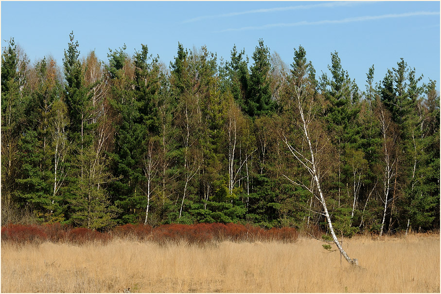 L&uuml;sekamp, Naturpark Maas-Schwalm-Nette