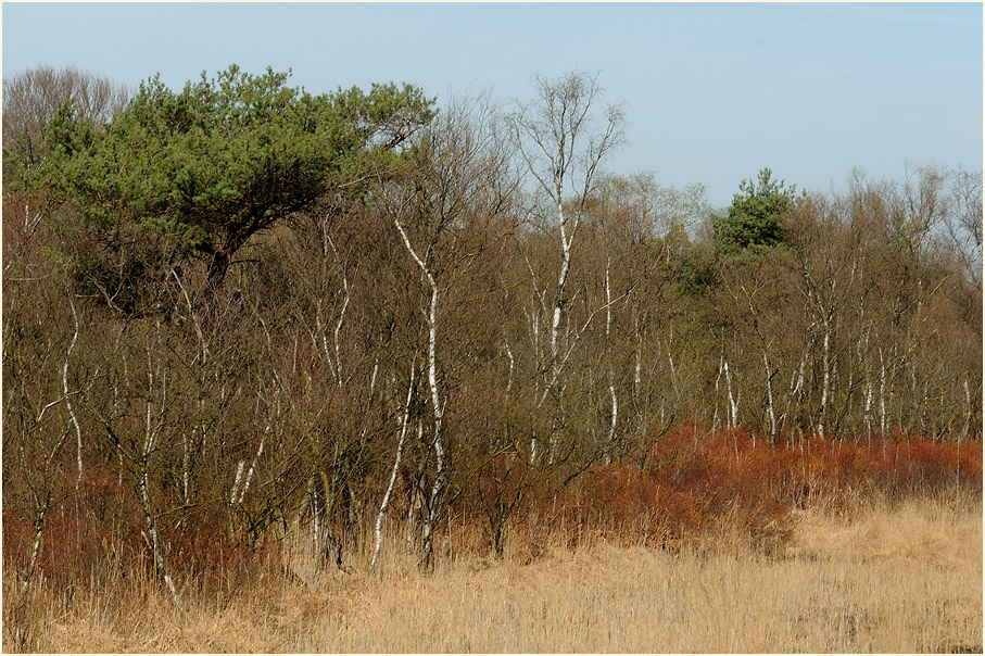 L&uuml;sekamp, Naturpark Maas-Schwalm-Nette
