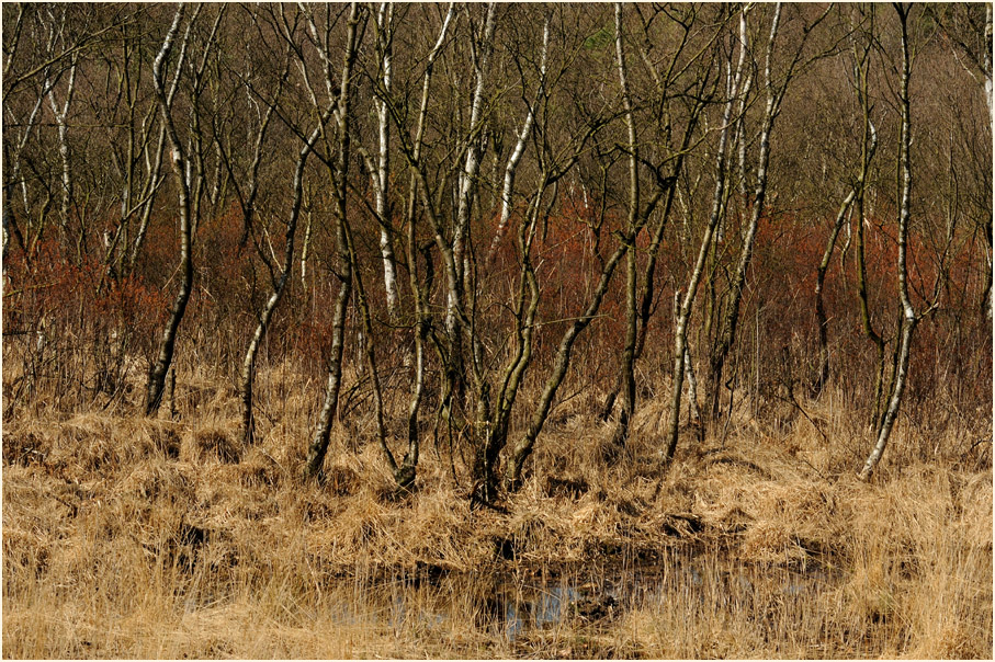 L&uuml;sekamp, Naturpark Maas-Schwalm-Nette