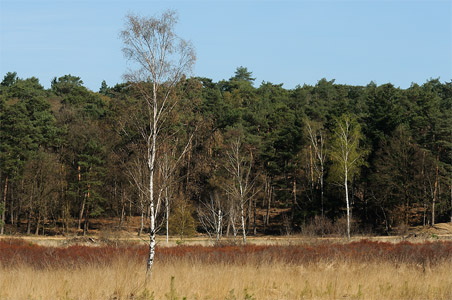 vergrößern