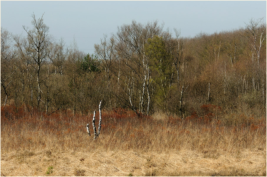 L&uuml;sekamp, Naturpark Maas-Schwalm-Nette