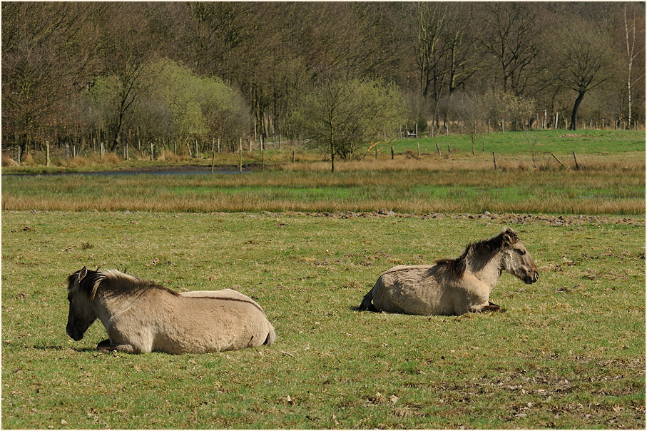 Lüsekamp, Naturpark Maas-Schwalm-Nette
