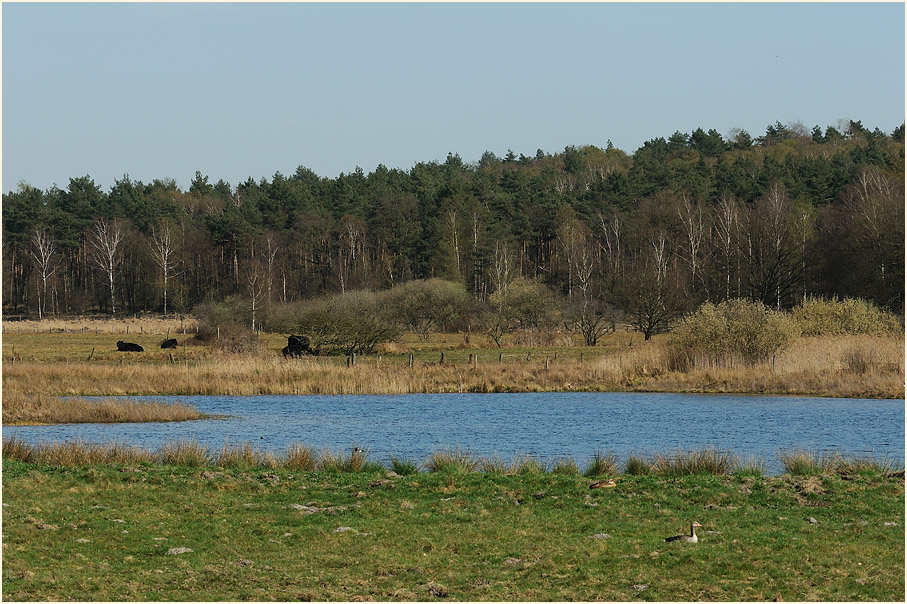 L&uuml;sekamp, Naturpark Maas-Schwalm-Nette