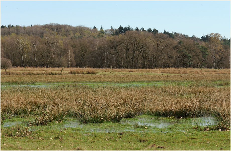 L&uuml;sekamp, Naturpark Maas-Schwalm-Nette