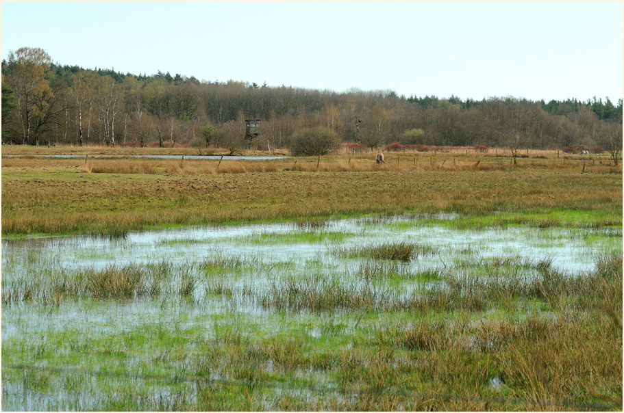 L&uuml;sekamp, Naturpark Maas-Schwalm-Nette