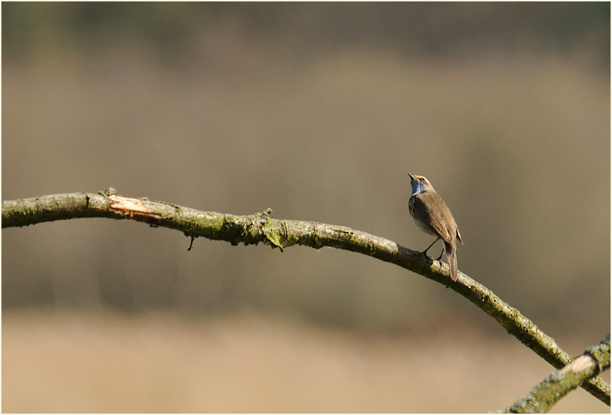 Blaukehlchen, L&uuml;sekamp, Naturpark Maas-Schwalm-Nette