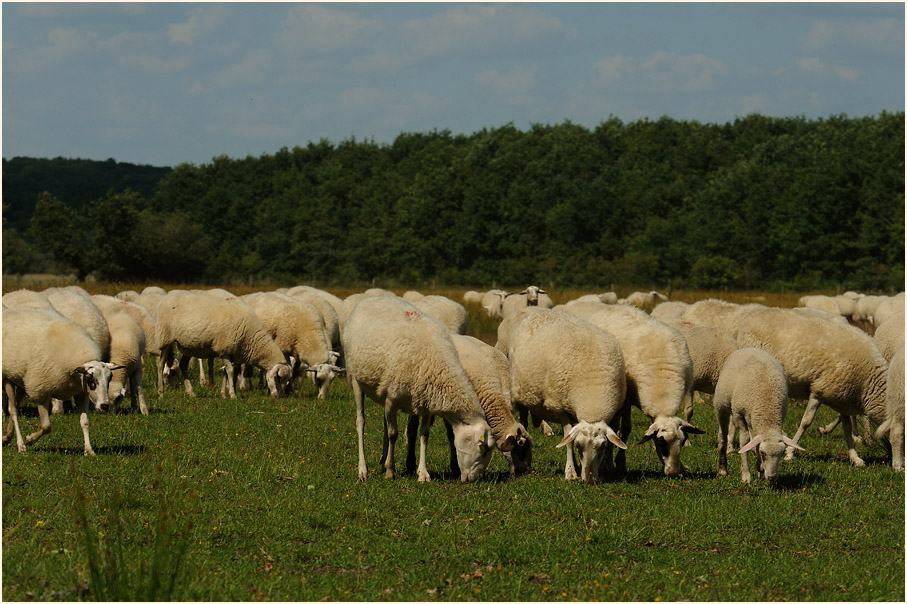 Schafherde, Lüsekamp, Naturpark Maas-Schwalm-Nette