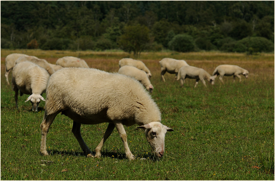 Schafherde, L&uuml;sekamp, Naturpark Maas-Schwalm-Nette