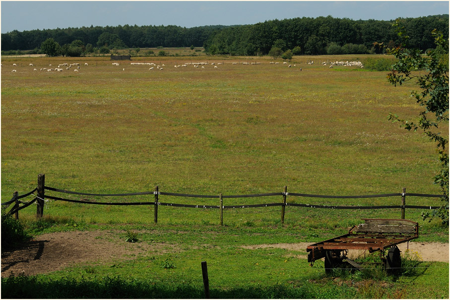 Lüsekamp, Naturpark Maas-Schwalm-Nette