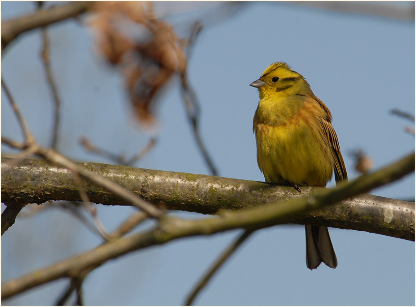 Goldammer, Lüsekamp, Naturpark Maas-Schwalm-Nette