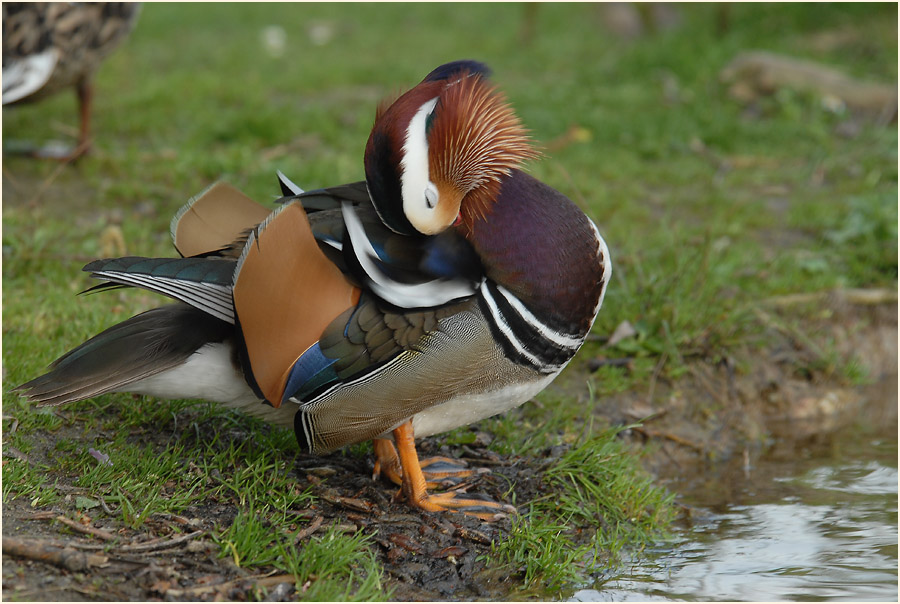 Mandarinente (Aix galericulata)