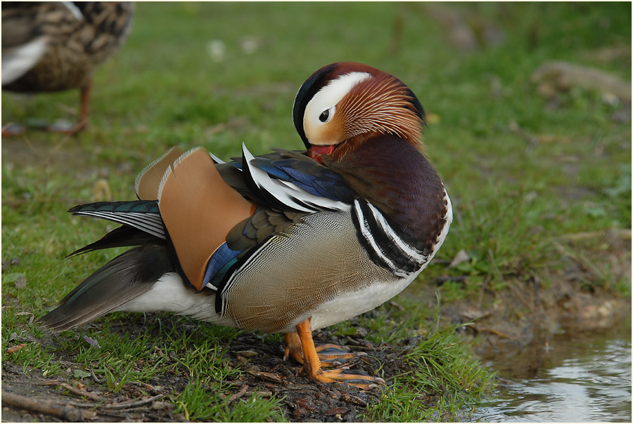 Mandarinente (Aix galericulata)