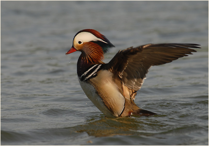 Mandarinente (Aix galericulata)