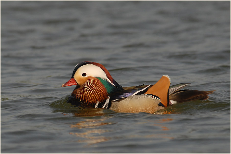 Mandarinente (Aix galericulata)