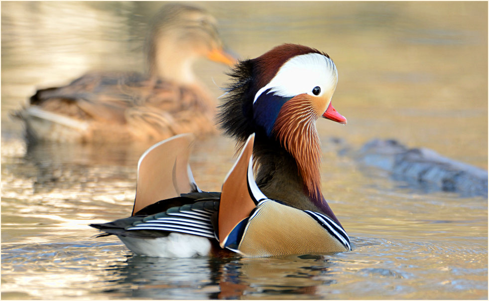 Mandarinente (Aix galericulata)