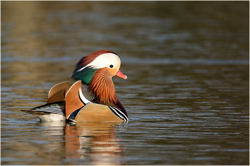 Mandarinente (Aix galericulata)