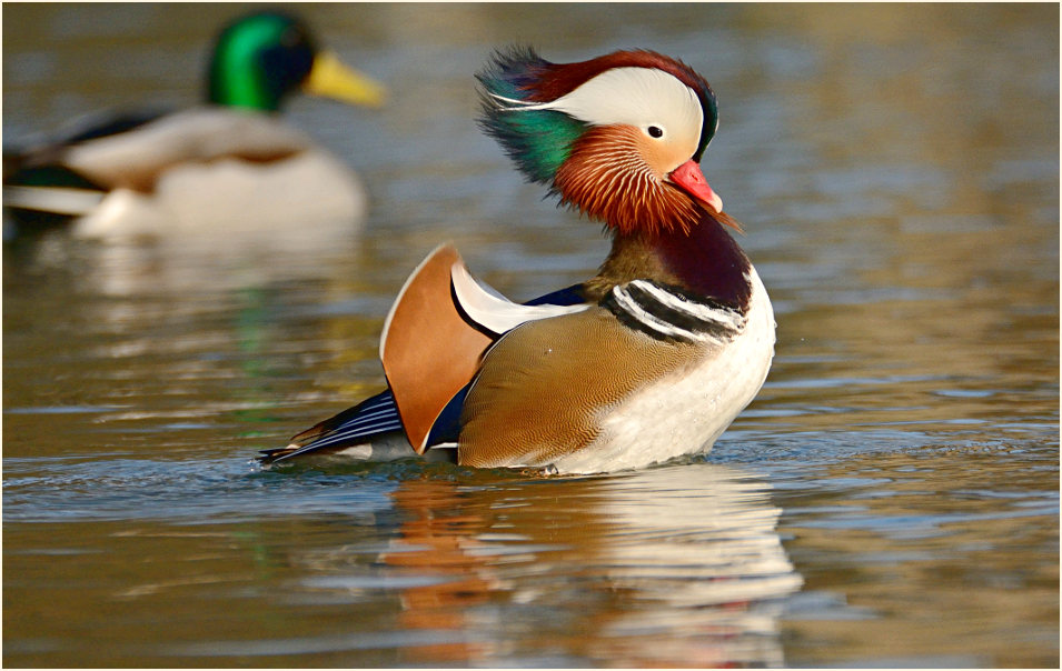 Mandarinente (Aix galericulata)