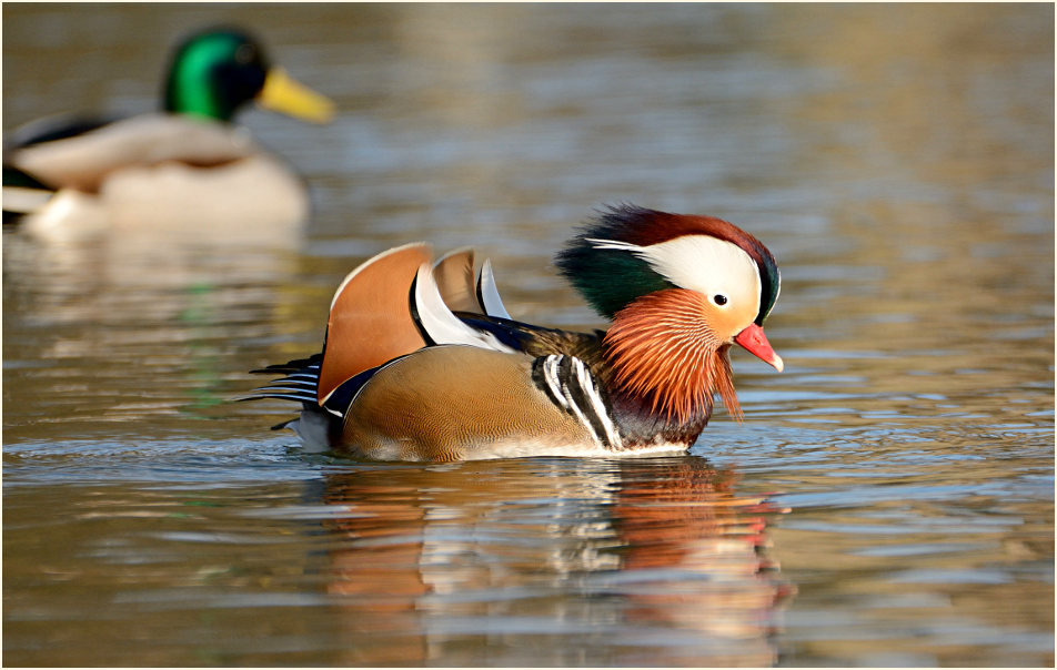 Mandarinente (Aix galericulata)