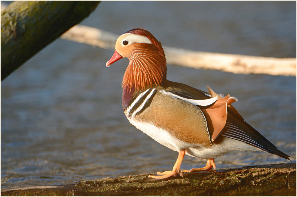 Mandarinente (Aix galericulata)
