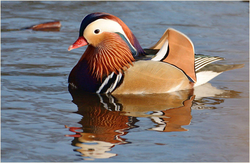 Mandarinente (Aix galericulata)