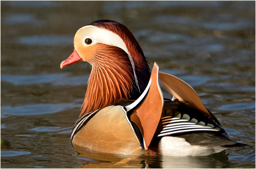 Mandarinente (Aix galericulata)