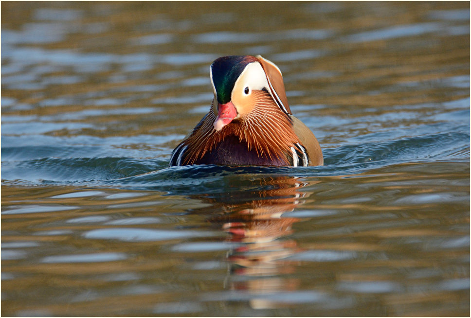 Mandarinente (Aix galericulata)
