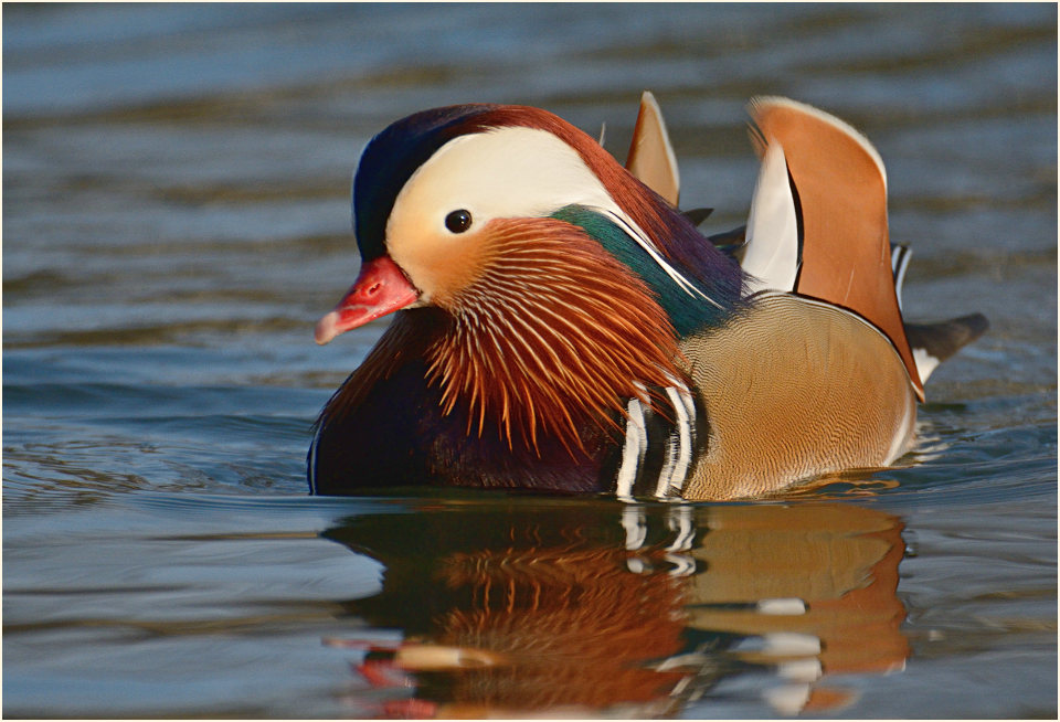 Mandarinente (Aix galericulata)