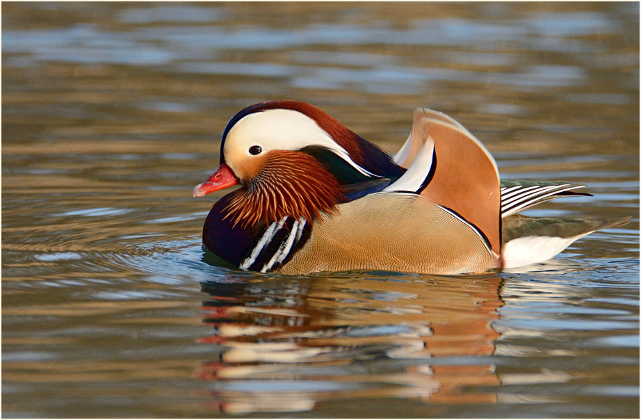 Mandarinente (Aix galericulata)