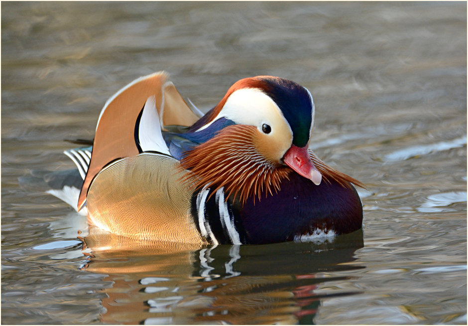 Mandarinente (Aix galericulata)