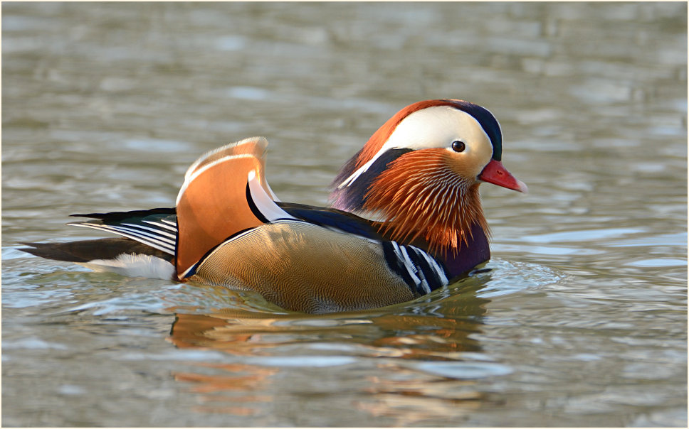 Mandarinente (Aix galericulata)