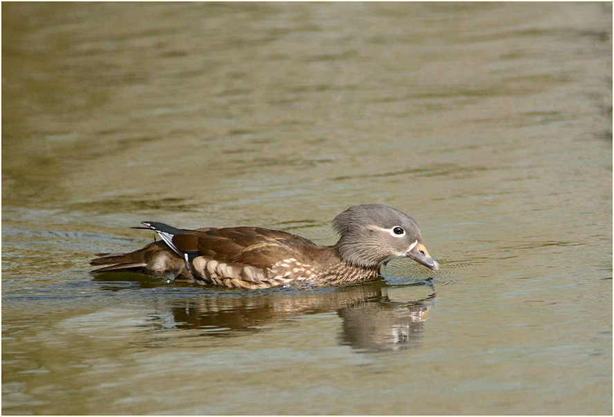 Mandarinente (Aix galericulata)