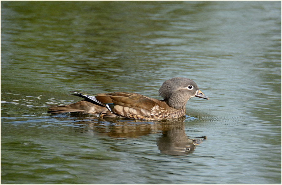 Mandarinente (Aix galericulata)