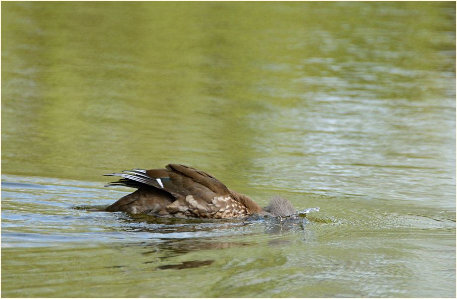 Mandarinente (Aix galericulata)
