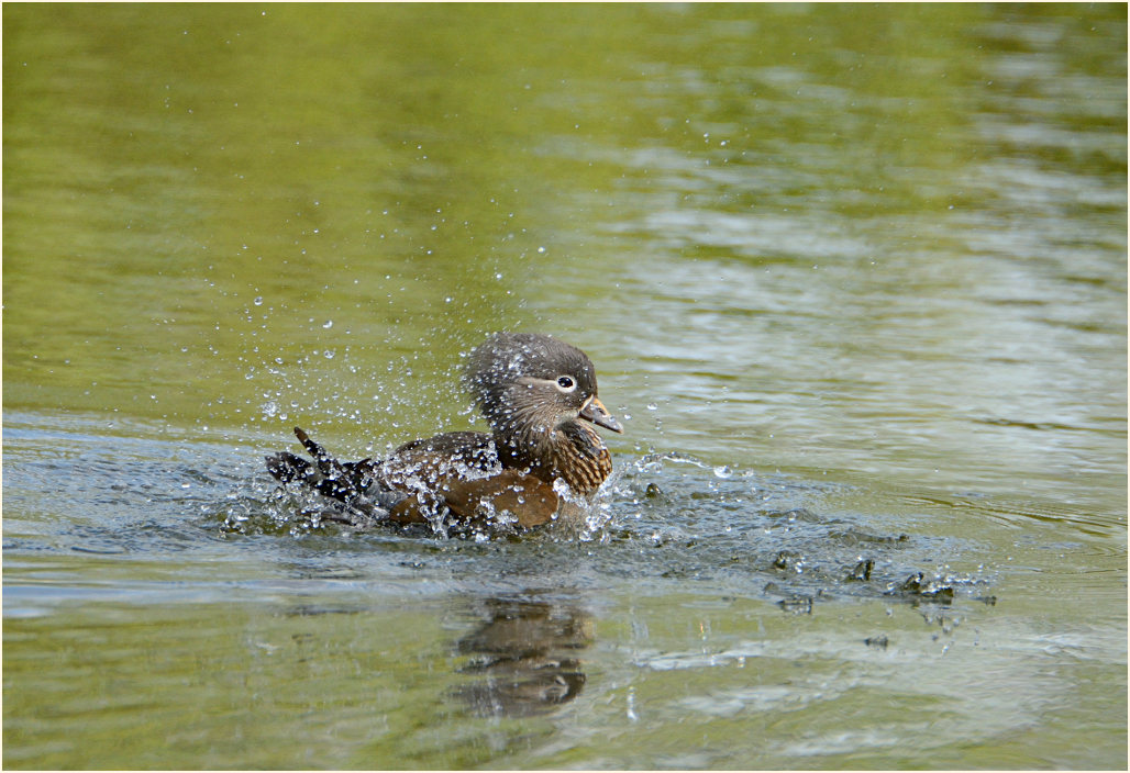 Mandarinente (Aix galericulata)