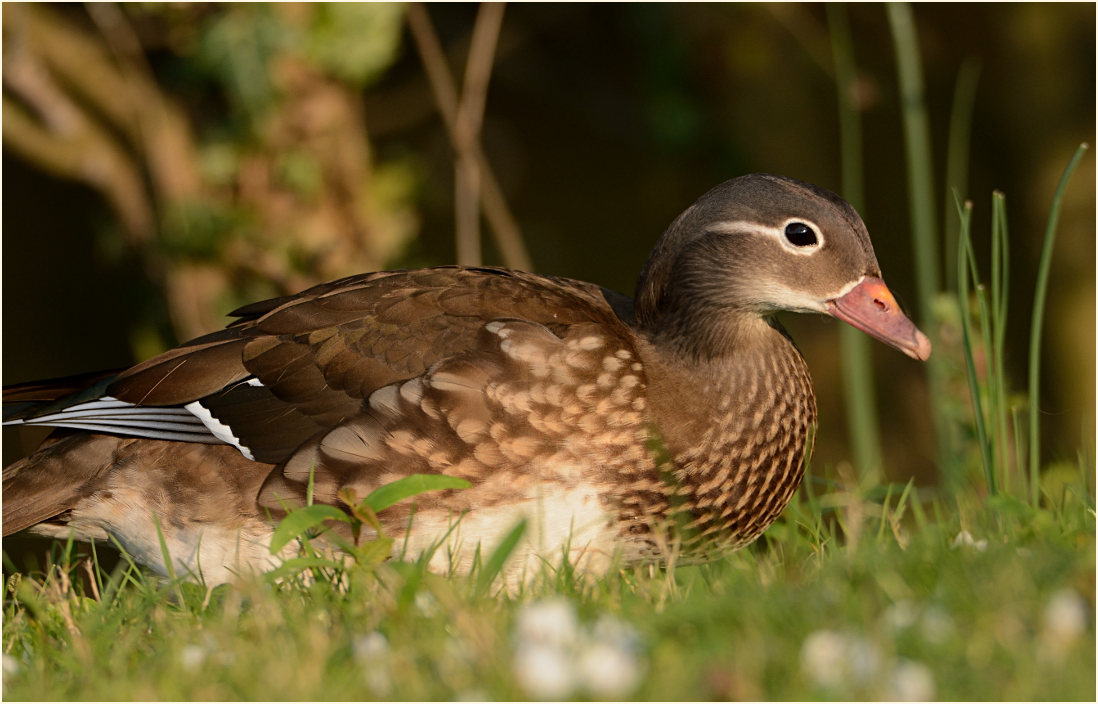 Mandarinente (Aix galericulata)