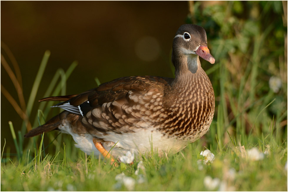 Mandarinente (Aix galericulata)