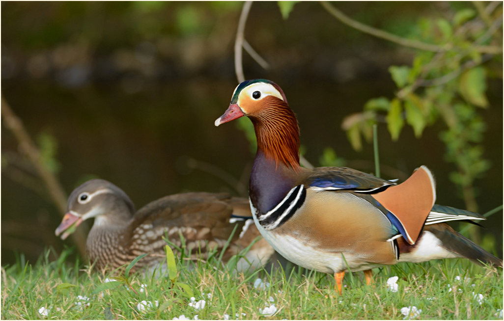 Mandarinente (Aix galericulata)