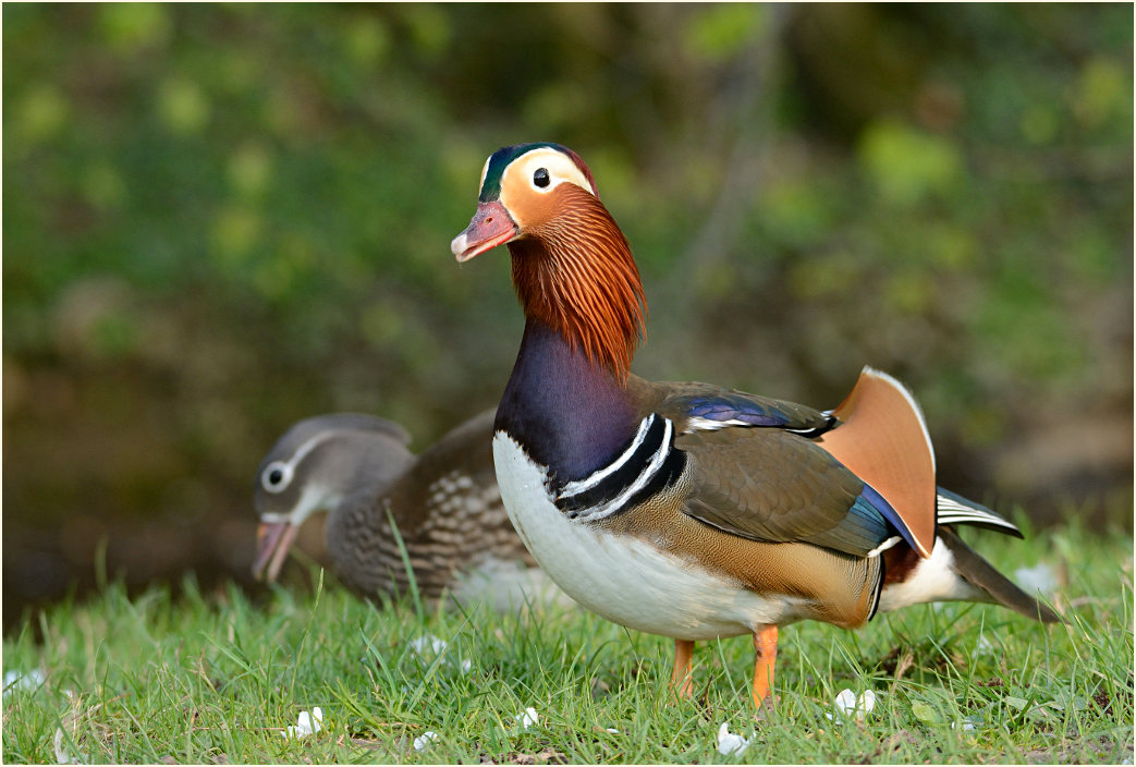 Mandarinente (Aix galericulata)