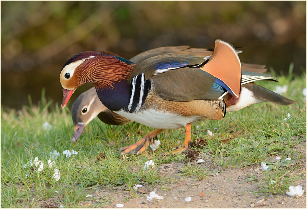 Mandarinente (Aix galericulata)
