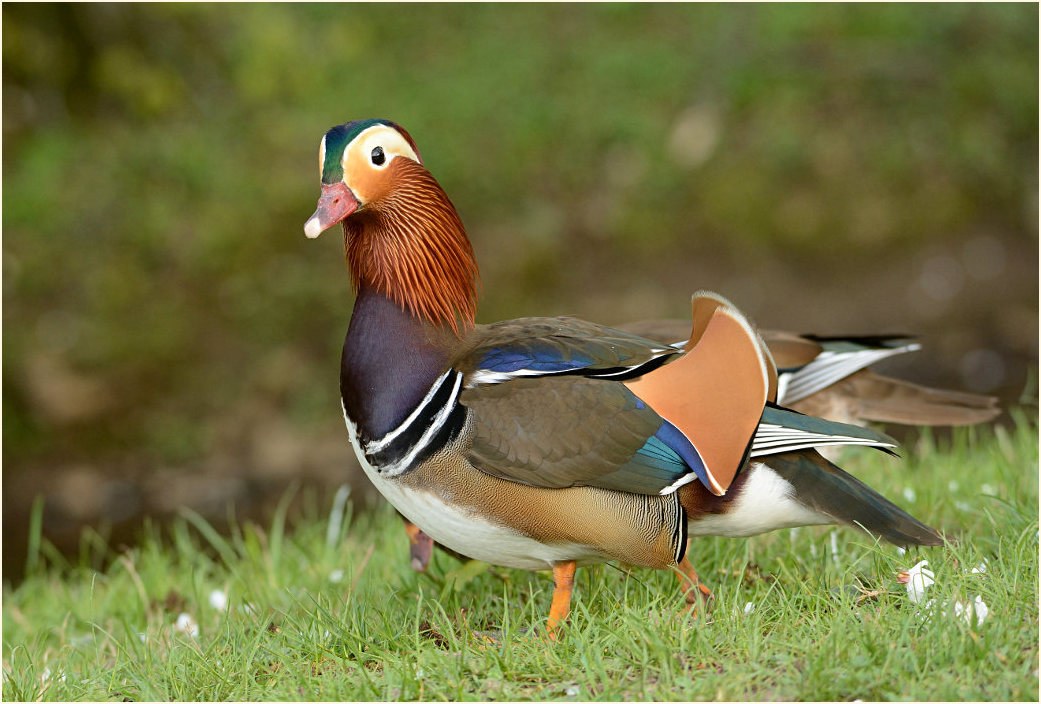 Mandarinente (Aix galericulata)