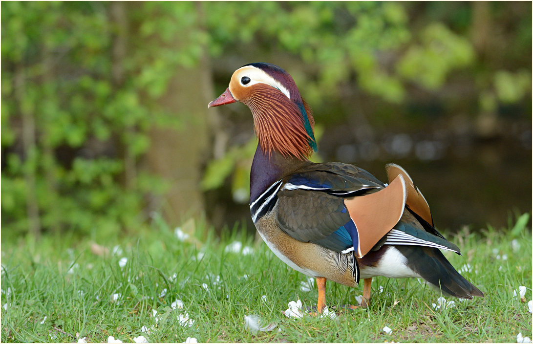 Mandarinente (Aix galericulata)