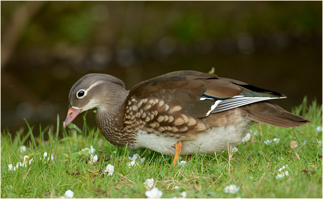 Mandarinente (Aix galericulata)