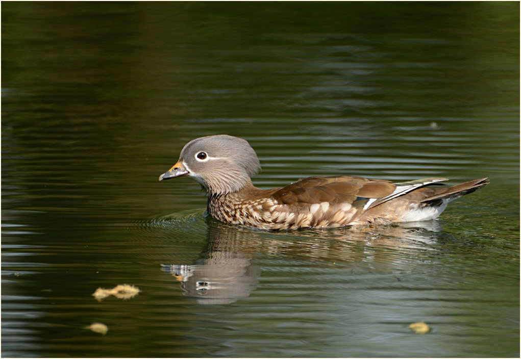 Mandarinente (Aix galericulata)